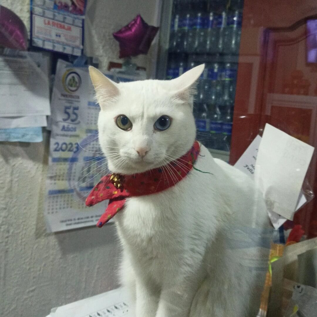 Gato con ojos de diferente color