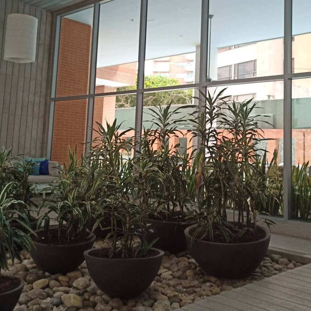 Jardin interior de bambu en macetas